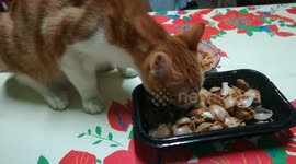 Maya Kitten Owner Prepared Sea Shell Meal