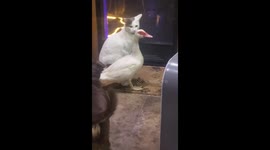 Duck thinks she's a dog!