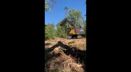 Clearing Trees on Building Lot