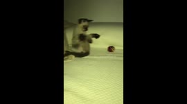 Kitten playing on the bed