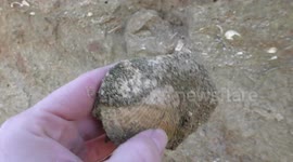 34-million-year-old fossil discovered by man walking on lake edge in New Zealand