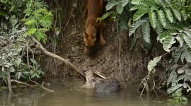 asiatic wild dog eat  deer carcass