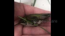 US nurse rescues and releases injured hummingbird trapped in spider web