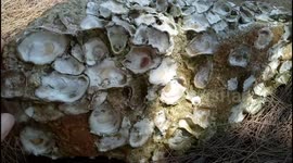 Amazing view of beach rocks all fully covered with clamshell fossils in Malaysia