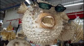 Scene of dried pufferfish skins are selling at fish village market in Malaysia