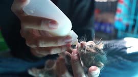 Young couple in Indonesia transform their rented home into cat orphanage