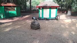 Black King Of Indian Peafowl