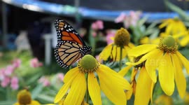 Monarch Butterfly Flower Nectar Bar In My Garden