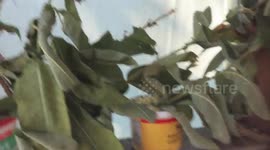Busy Day in Munching Monarch Caterpillar Town
