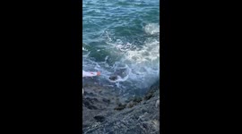 Cornish fisherman gets 'seal of approval' when feeding mackerel to marine mammal