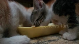 Maya Triplets Eat Lunch
