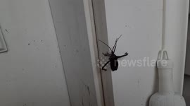 Leaf-Footed Bug