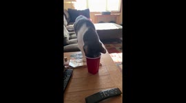 Cat loves water from a cup