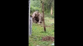 Elephant gives itself a muddy scrub while on a stroll in southern India