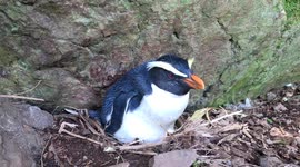 Rare rainforest penguin incubating eggs on nest