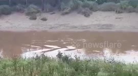 Surprising moment a DOLPHIN was spotted surfacing from a local river miles away from the ocean