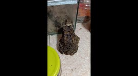 The toad tries to catch the ants in the glass case but fails