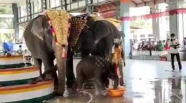 Elephant Calf jumps playfully after naming ceremony amidst hundreds of spectators in southern India.