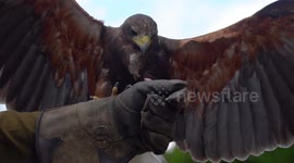 Close Up Of Harris Hawk Landing Perfectly On Falconers Glove