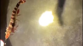 The moment the shrimp lays tens of thousands of eggs in the water