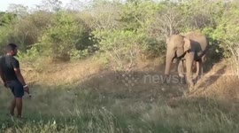 Shocking video shows man charging at wild elephant in Sri Lanka