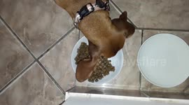 Dog eating dry dog pellets and drinking water... Enjoy the ASMR!