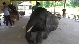 Orphaned elephant lets two rescue dogs ride on her back