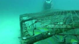 Divers release dozens of rare fish caught illegally in underwater cage