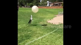 Hilarious fail! Dog loses battle with medicine ball