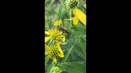 Honey bee collects pollen from bright yellow flower