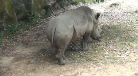 Southern white rhinoceros shown off at zoo in Thailand