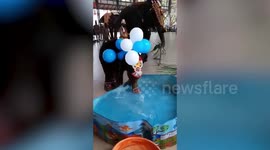 Elephant calf plays in water tub after naming ceremony in southern India