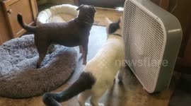 Nanny cam catches DOG stopping CAT from escaping out open door!!