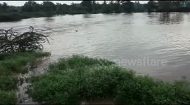 Dog swims to bank after getting stuck in flood water for four days