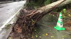 Japan: Typhoon Maysak’s Violent Winds Uproot Trees In Okinawa