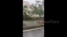 Japan: Typhoon Maysak’s Violent Winds Uproot Trees In Okinawa 2