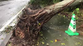Typhoon Maysak uproots trees in Okinawa, Japan