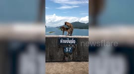 Amusing moment two monkeys mate on viewing platform in front of shocked tourists