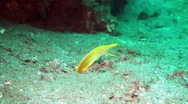 Bizzare Yellow Ribbon Eel Caught On Camera