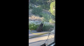 Bear Cubs Play in the Flowers