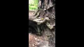 Huge Fallen Tree!