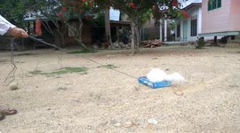 A child from Indonesia plays with a cat using a cardboard box