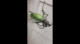 Intriguing moment giant spider mauls leaf bug in Georgia