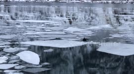 Surfer Fails To Maintain Balance On A Floating Piece Of Ice