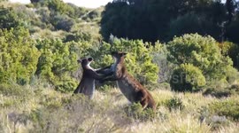 Kangaroo Kickboxers - Two Male Kangaroo Island Kangaroos Testing Dominance Pt1