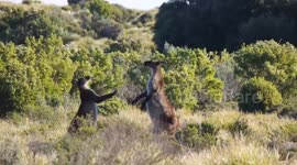 Kangaroo Kickboxers - Two Male Kangaroo Island Kangaroos Testing Dominance Pt2 - The End Result