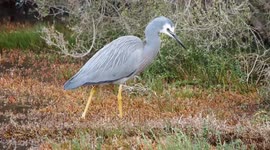 White-faced Heron displays interesting feeding technique in Australia