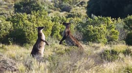 Crushing KO! Two male Kangaroos battle it out in Australia, and there is a clear victor