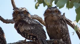 Nocturnal birds show off large orange eyes in Australia