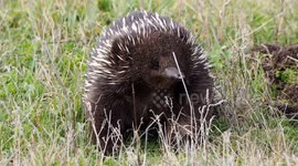 Australian short-beaked Echidna enjoys a day under the sun